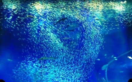 イワシの画像