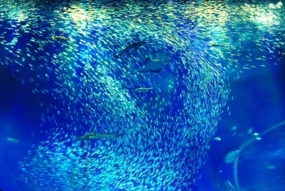 イワシの画像